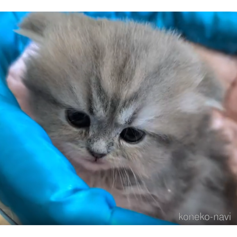 販売中の広島県のミヌエット-124367の3枚目